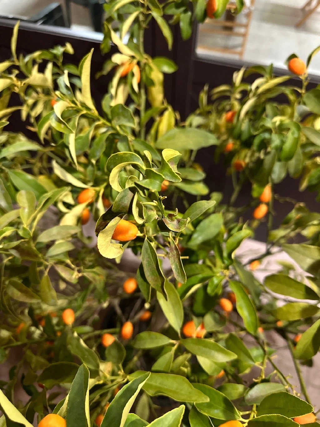 Wie behandelt man die Krankheit Welke bei Kumquat?