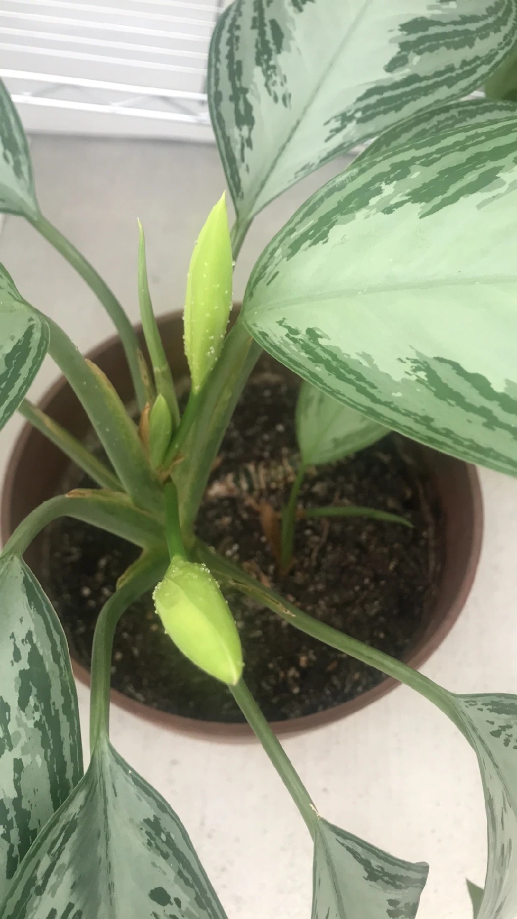 How to Treat Mealybugs Disease on Chinese evergreen?