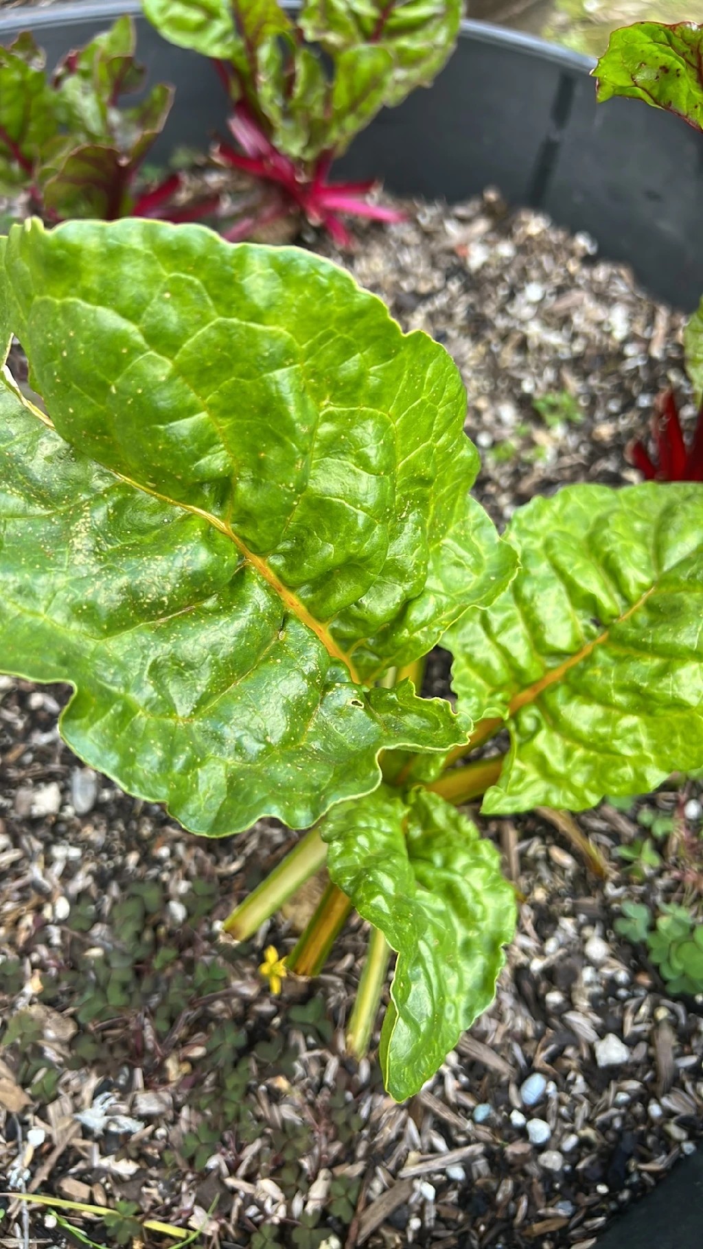 How to Treat Leaf miners Disease on Beet?