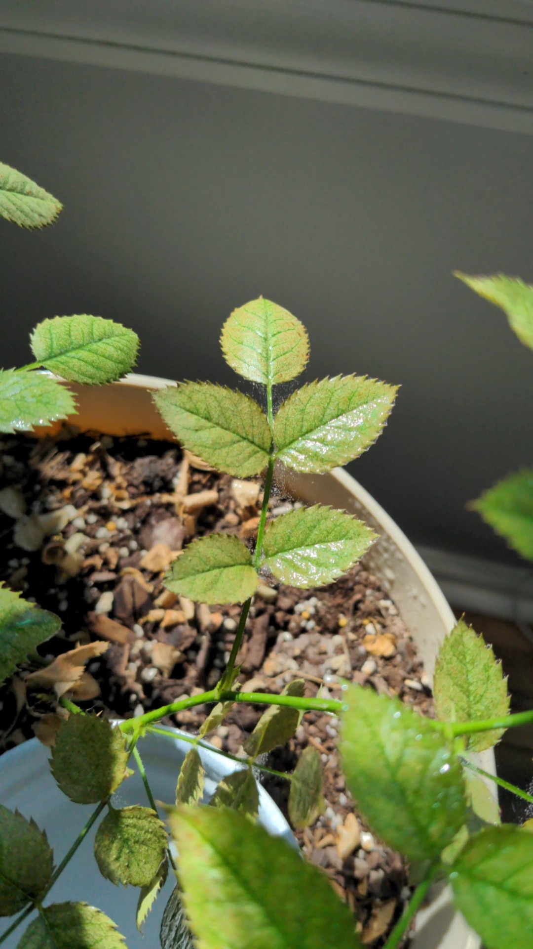 How to Treat Leaf mites Disease on Dog rose?