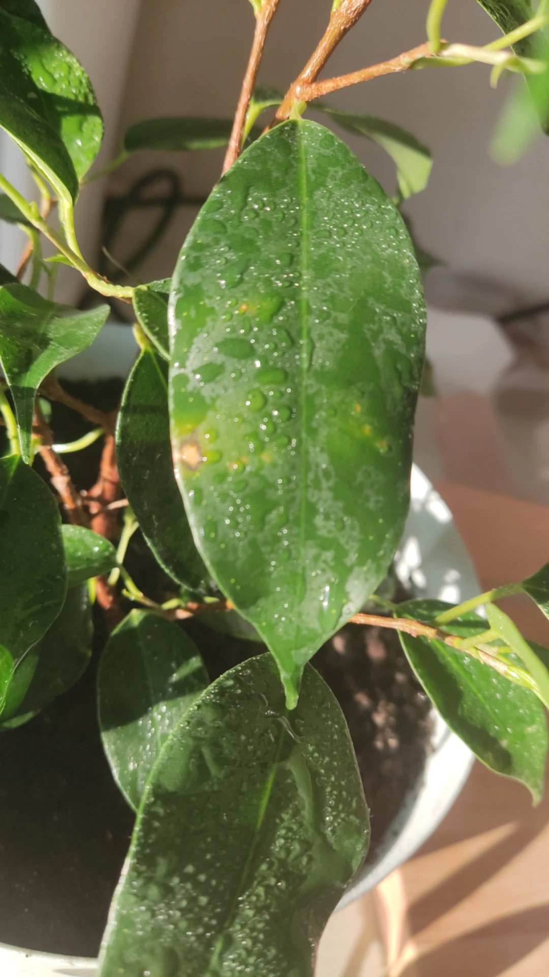 Фикус Бенджамина Грин Кинки Ficus benjamina Green Kinky 27/12