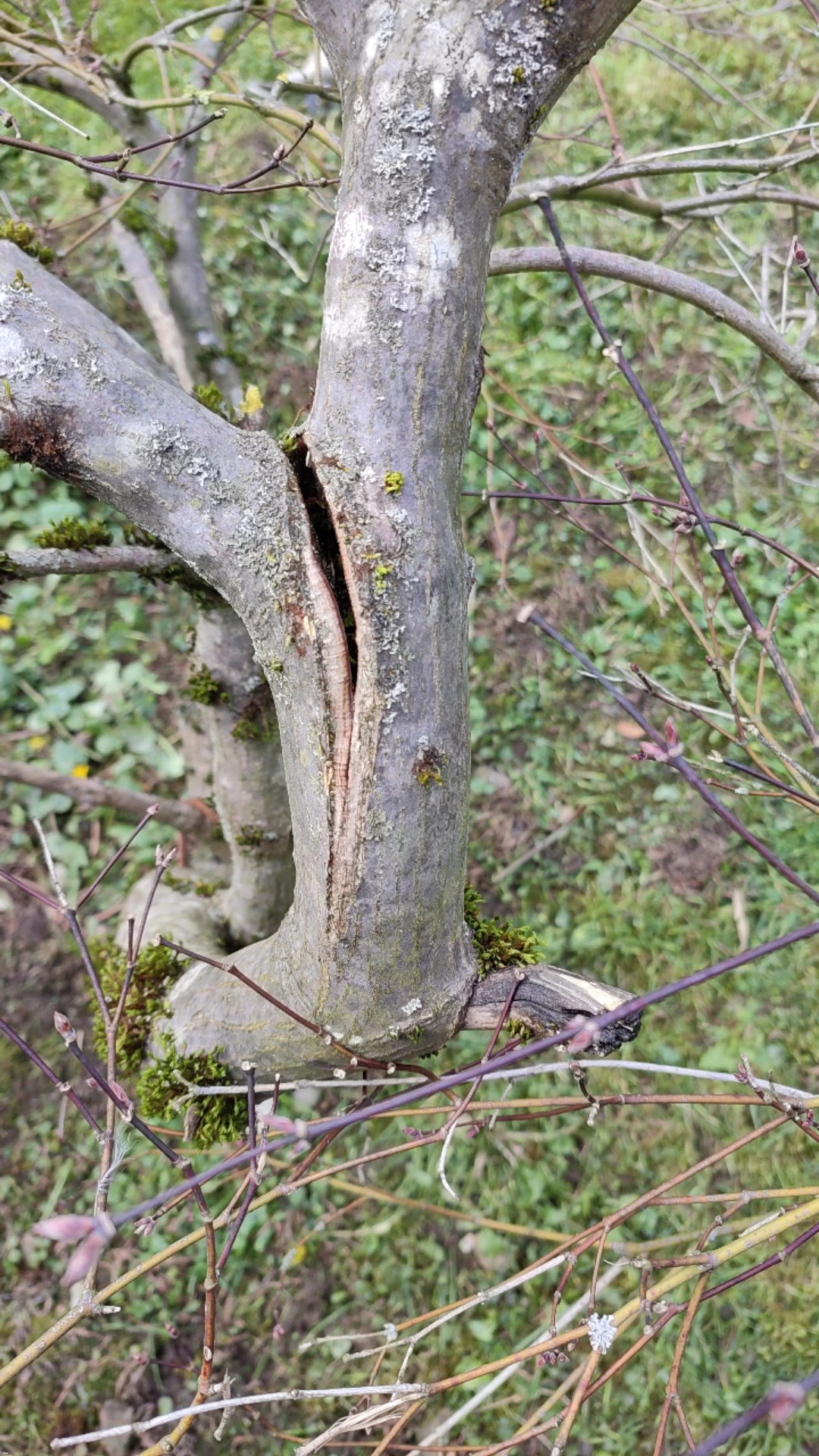 How to Treat Caterpillars Disease on Japanese maple?