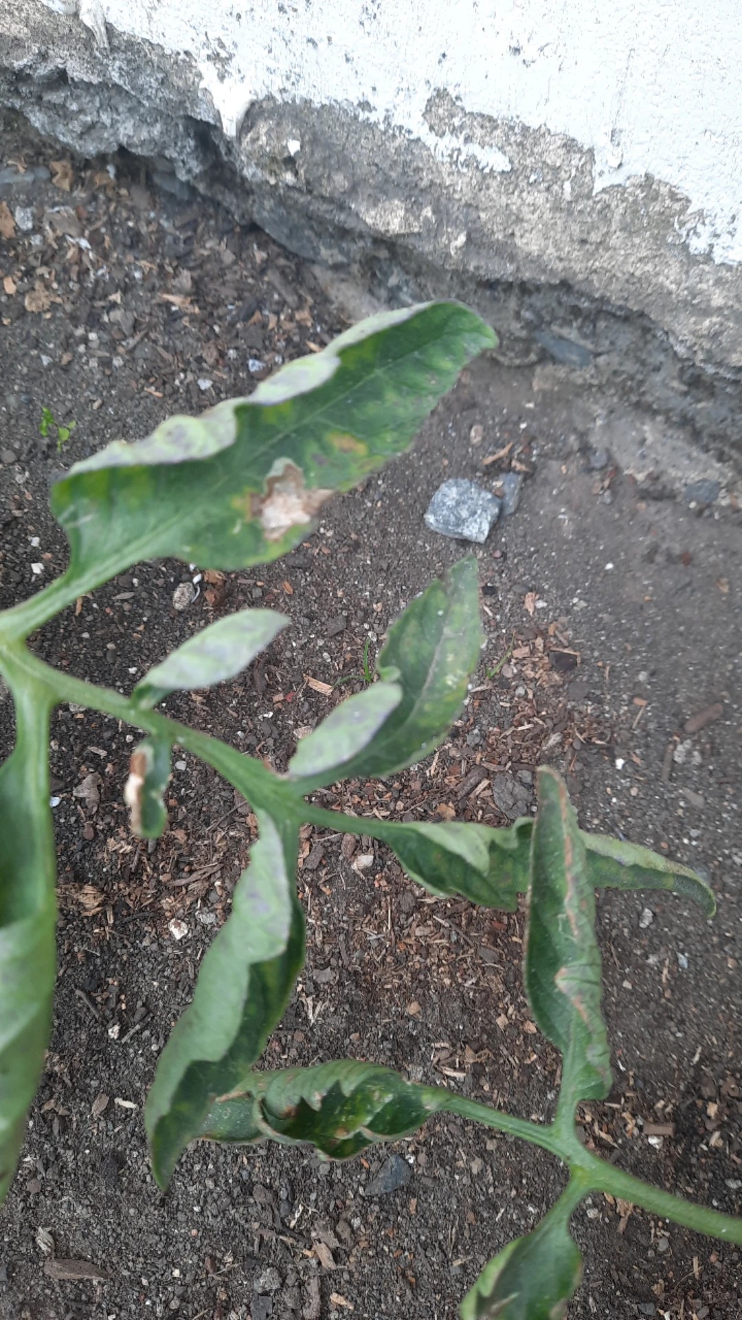 How to Treat Leaf miners Disease on Tomato?