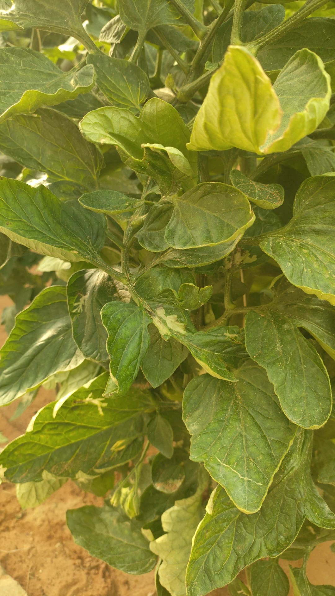 How to Treat Leaf miners Disease on Tomato?