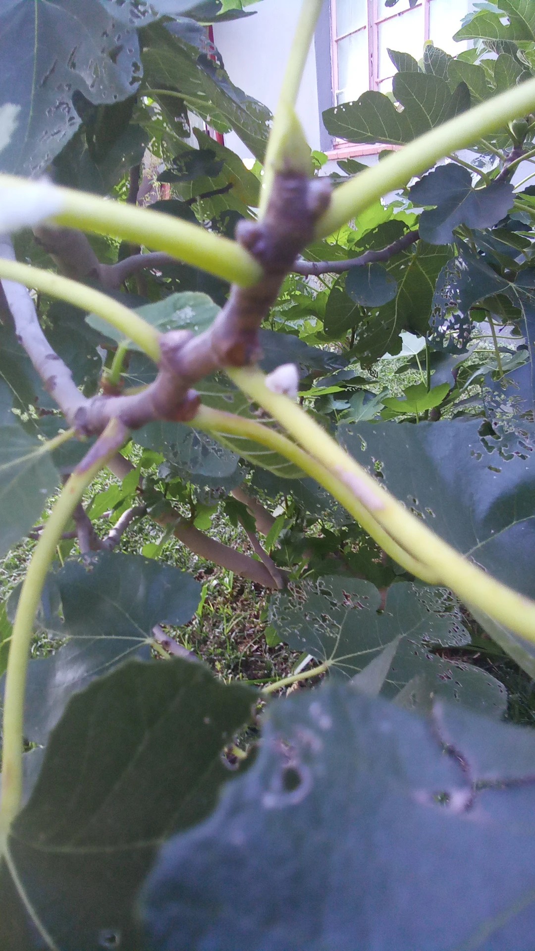 How To Treat Caterpillars Disease On Common Fig?