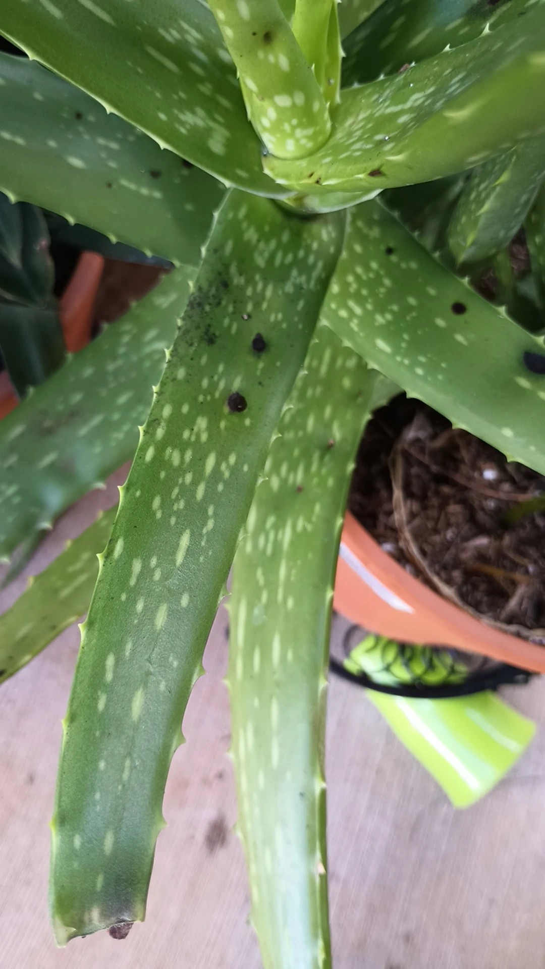 Comment traiter la maladie Tache noire pour Aloe vera ?