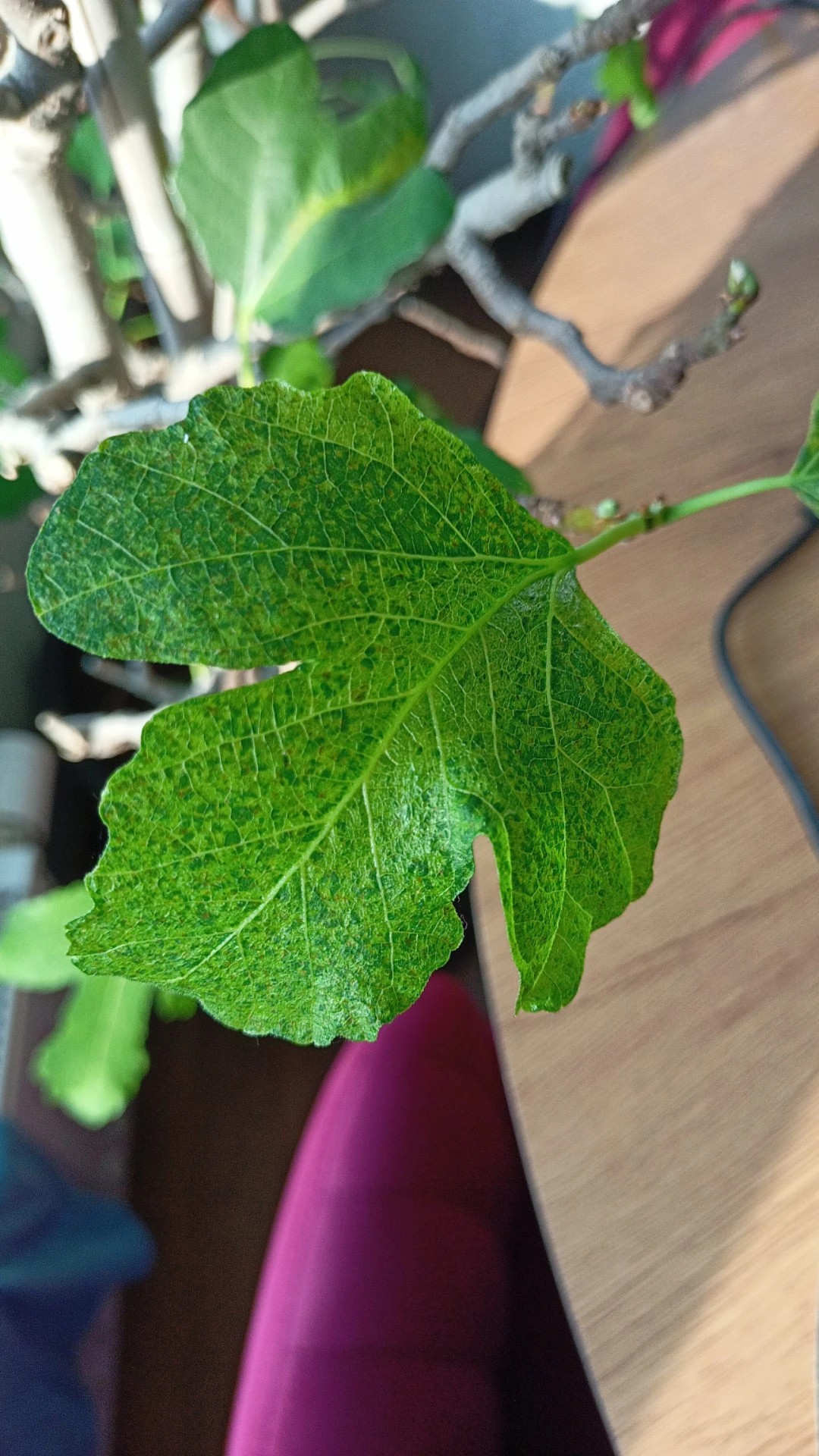 how-to-treat-leaf-spot-disease-on-common-fig