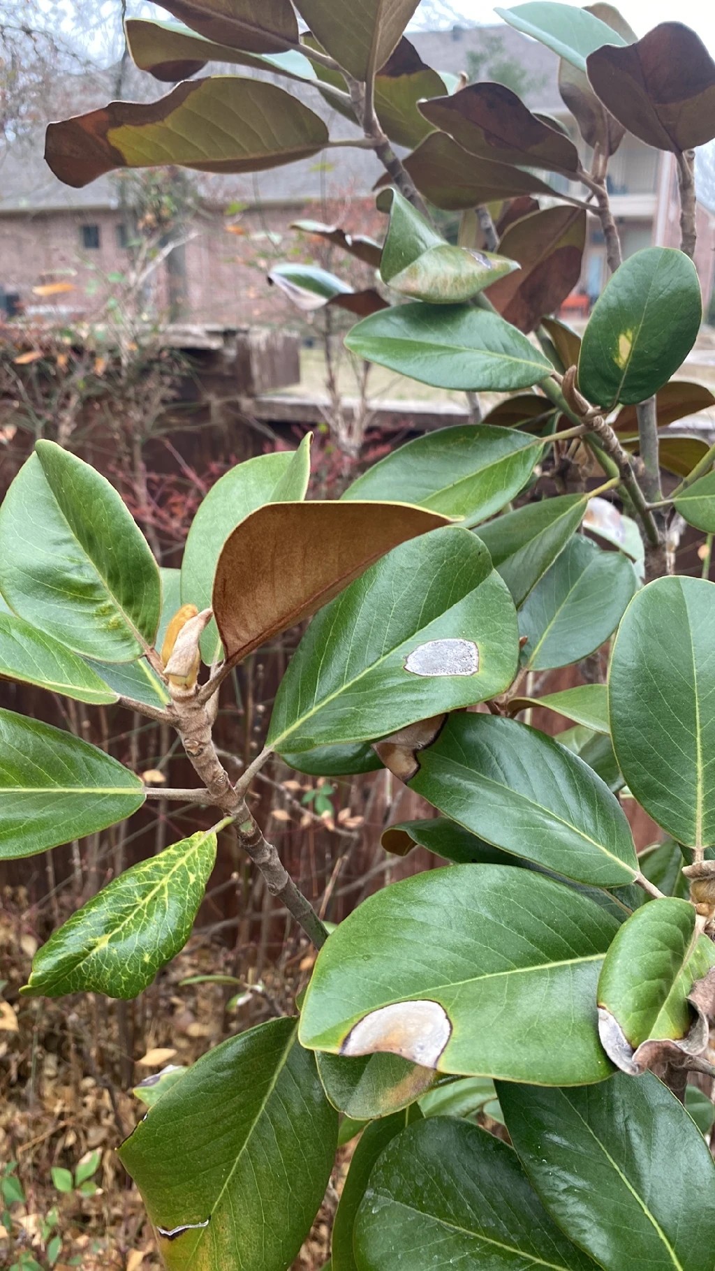 How To Treat Leaf Blight Disease On Southern Magnolia