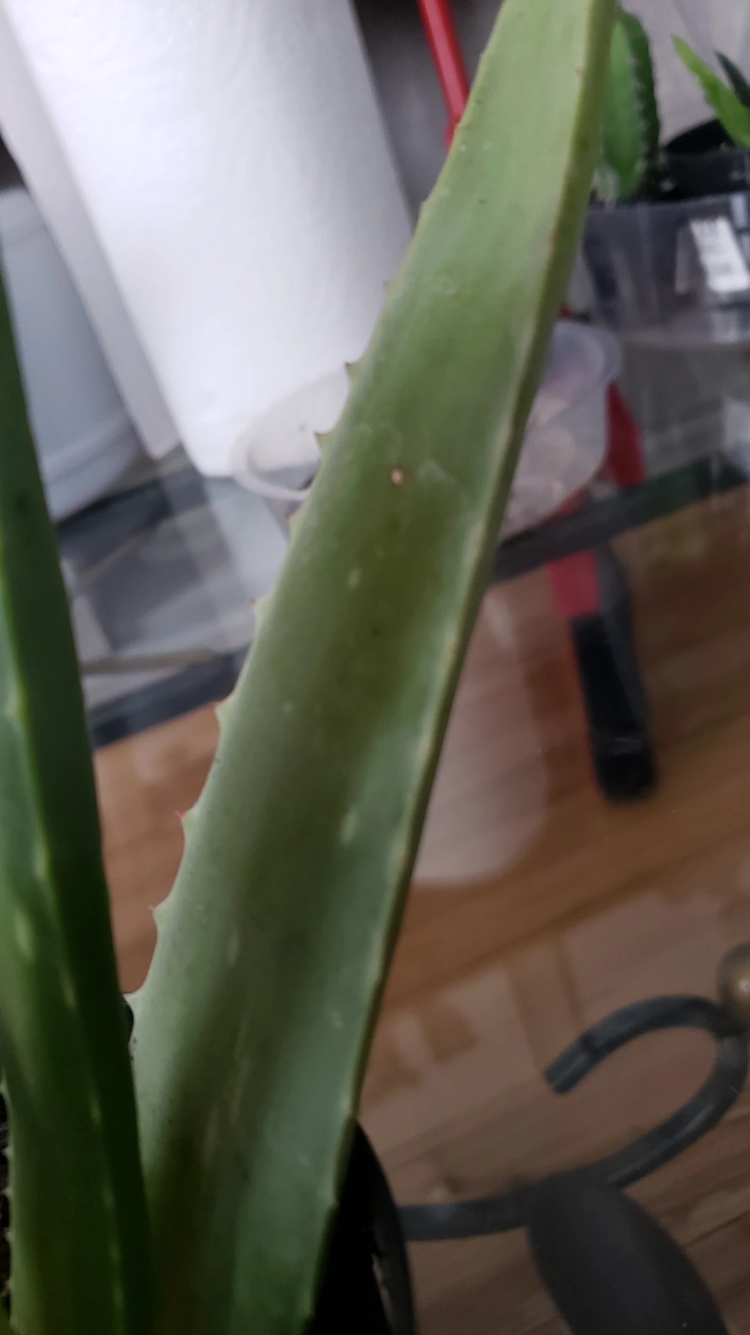 Comment traiter la maladie Tache noire pour Aloe vera ?