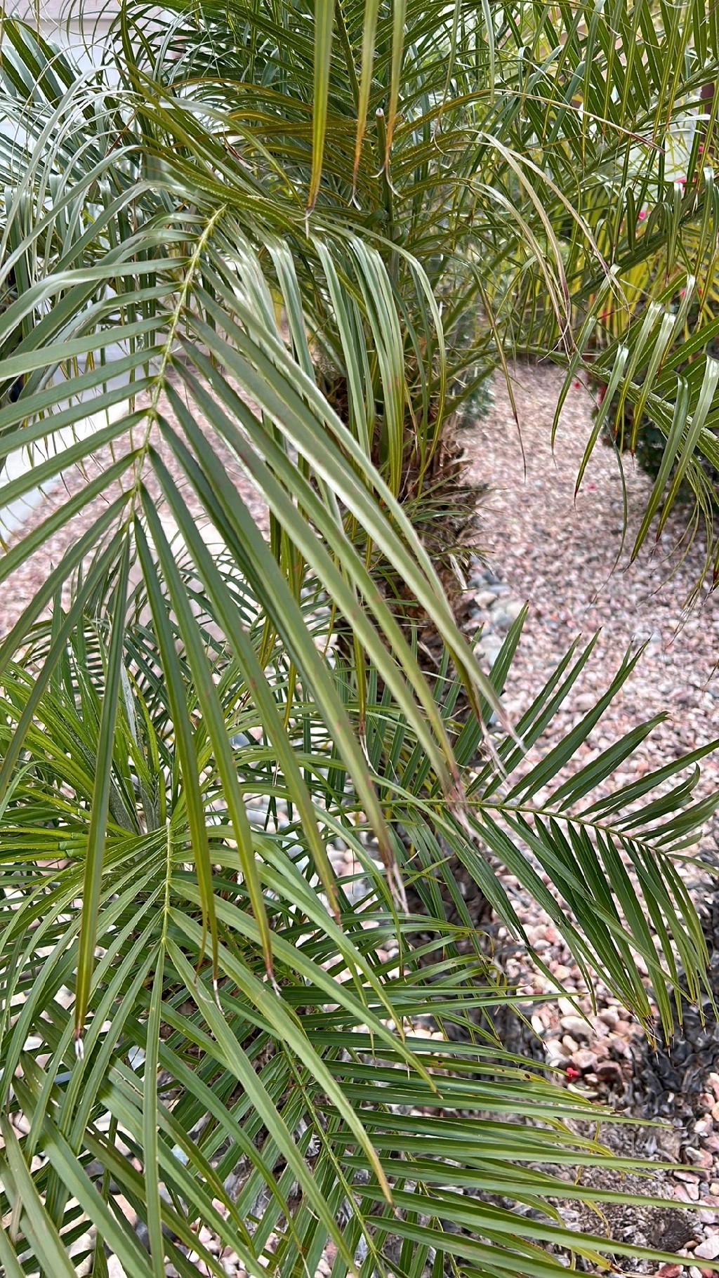 🍀 How to Grow and Care for Pygmy date palm