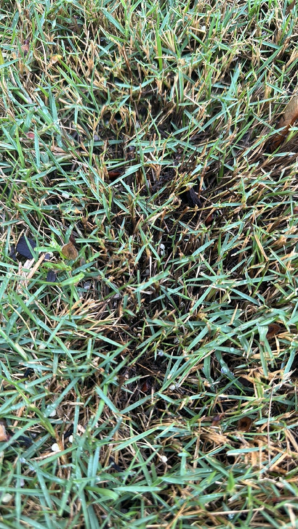 How To Treat Leaf Blight Disease On Bermuda Grass 7717