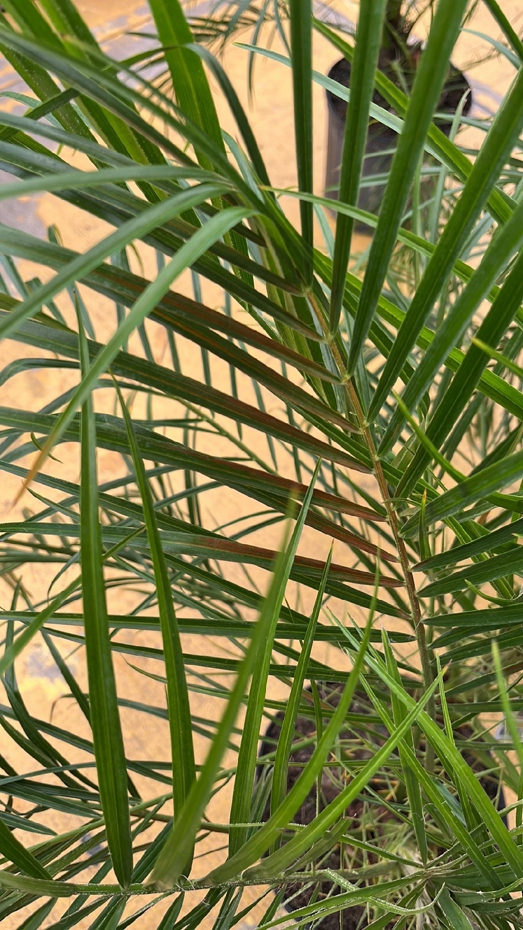 How to Treat Brown blotch Disease on Canary island date palm?