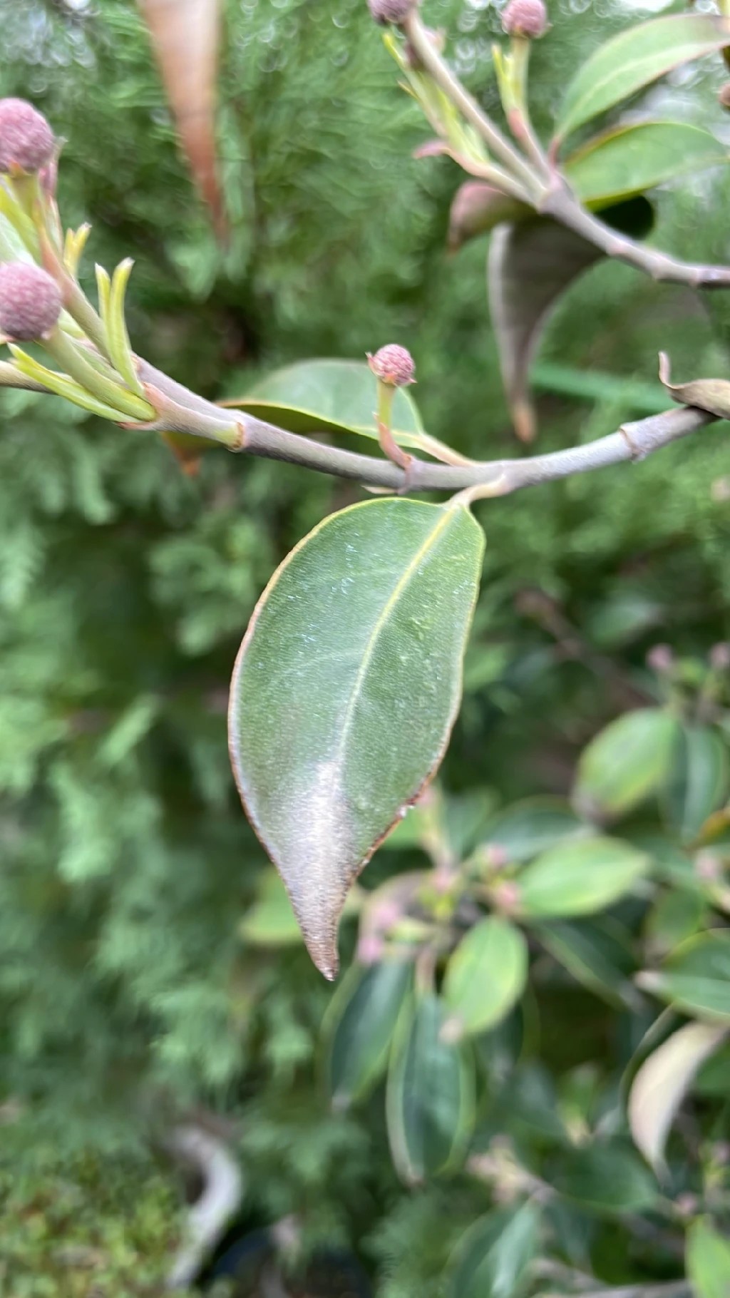 how-to-treat-brown-blotch-disease-on-kousa-dogwood