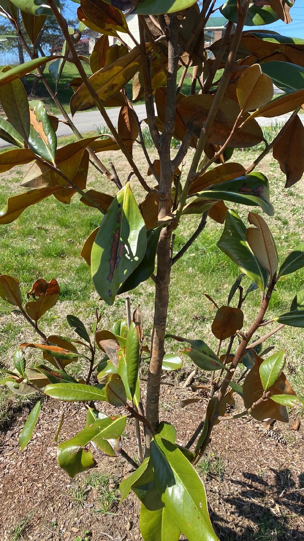 how-to-treat-leaf-blight-disease-on-southern-magnolia