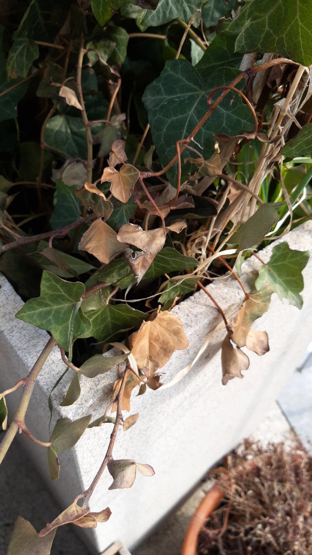 how-to-treat-leaf-blight-disease-on-english-ivy