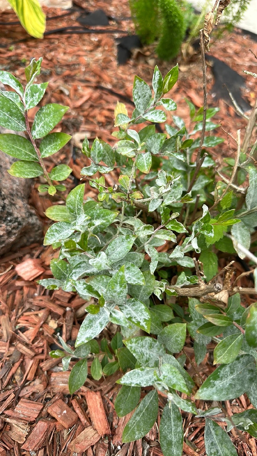 How to Treat Powdery mildew Disease on Crepe myrtle?