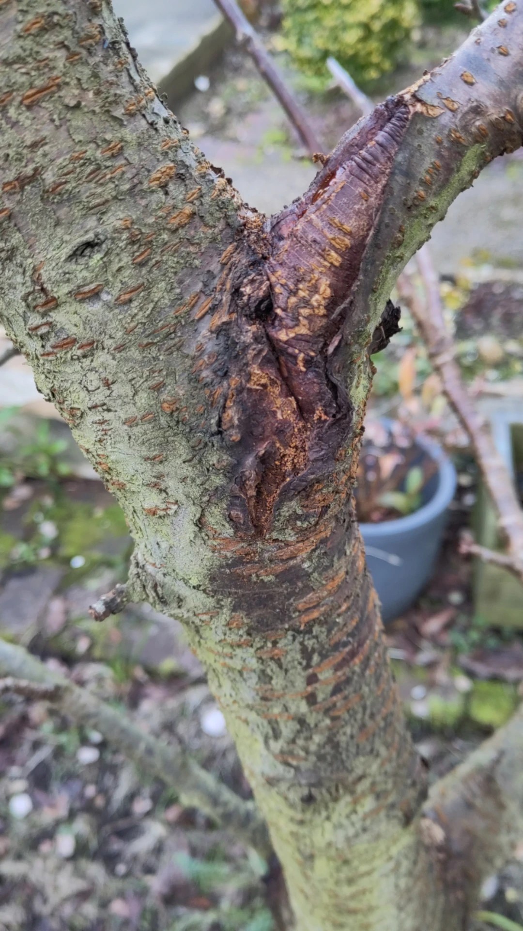 How to Treat Crown gall Disease on Japanese cherry?