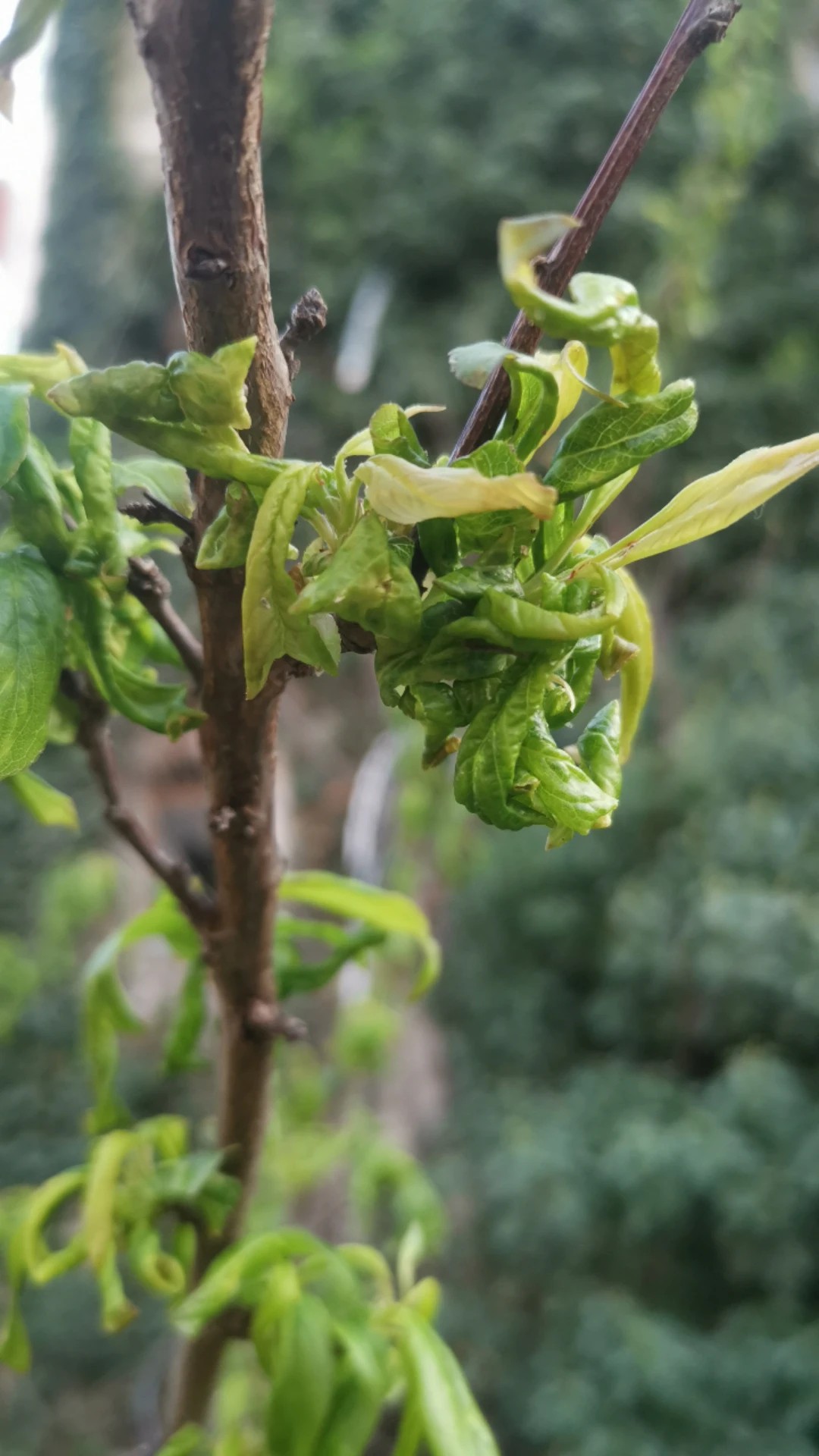 how-to-treat-leaf-curl-disease-on-european-plum