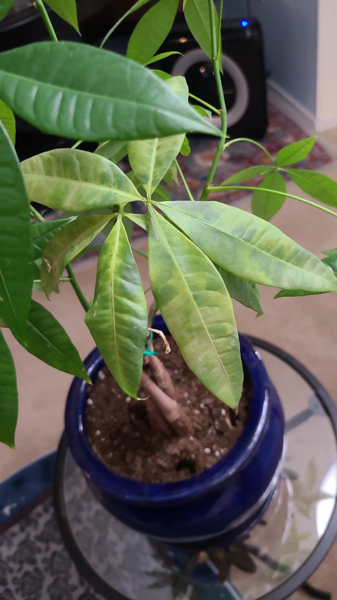 How to Treat Leaf veins yellowing Disease on Money tree?