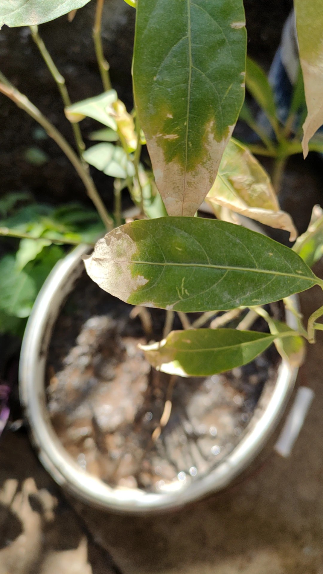 How To Treat Leaf Blight Disease On Night Blooming Jasmine