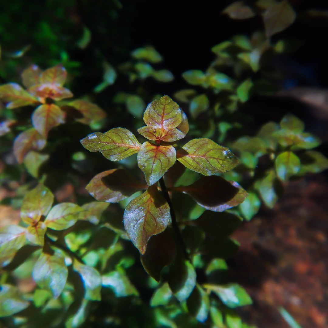 セイヨウミズユキノシタ 西洋水雪の下 Ludwigia Palustris 花言葉 学名 よくある質問 Picturethis