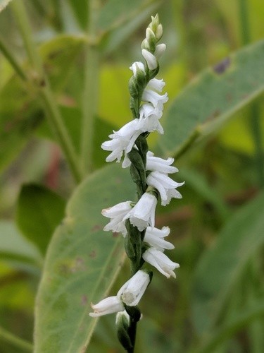 Spiranthes Tuberosa PictureThis   44168791463E4C599D3A47338D6B4227 