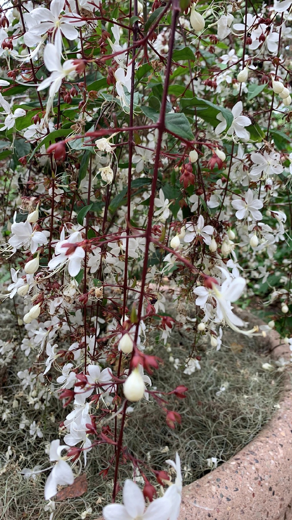 🌺 クサギ（臭木）の魅力とその花言葉 - 歴史と文化に触れる