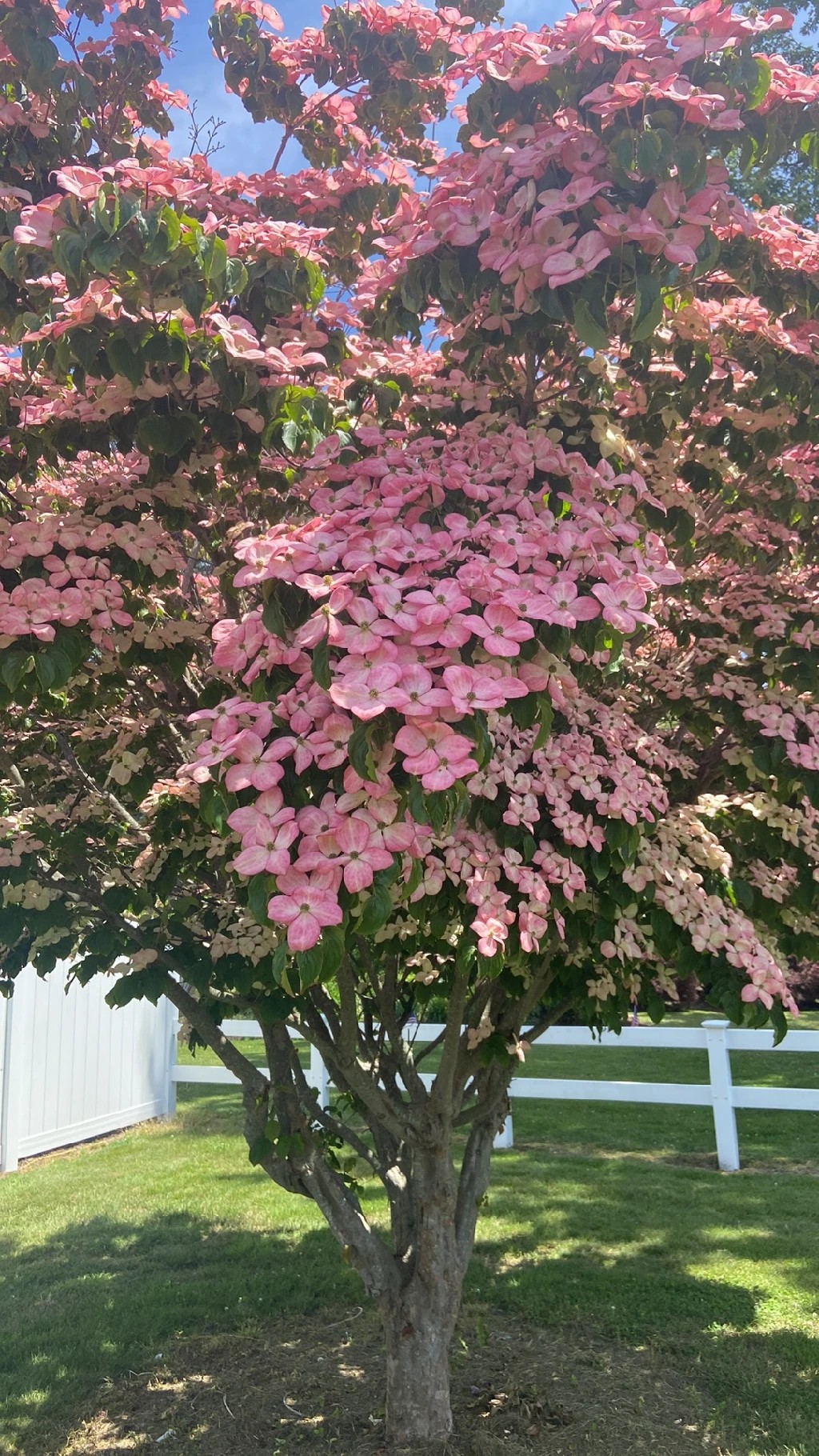 魅力的な山法師（ヤマボウシ）の花言葉と意味を探る