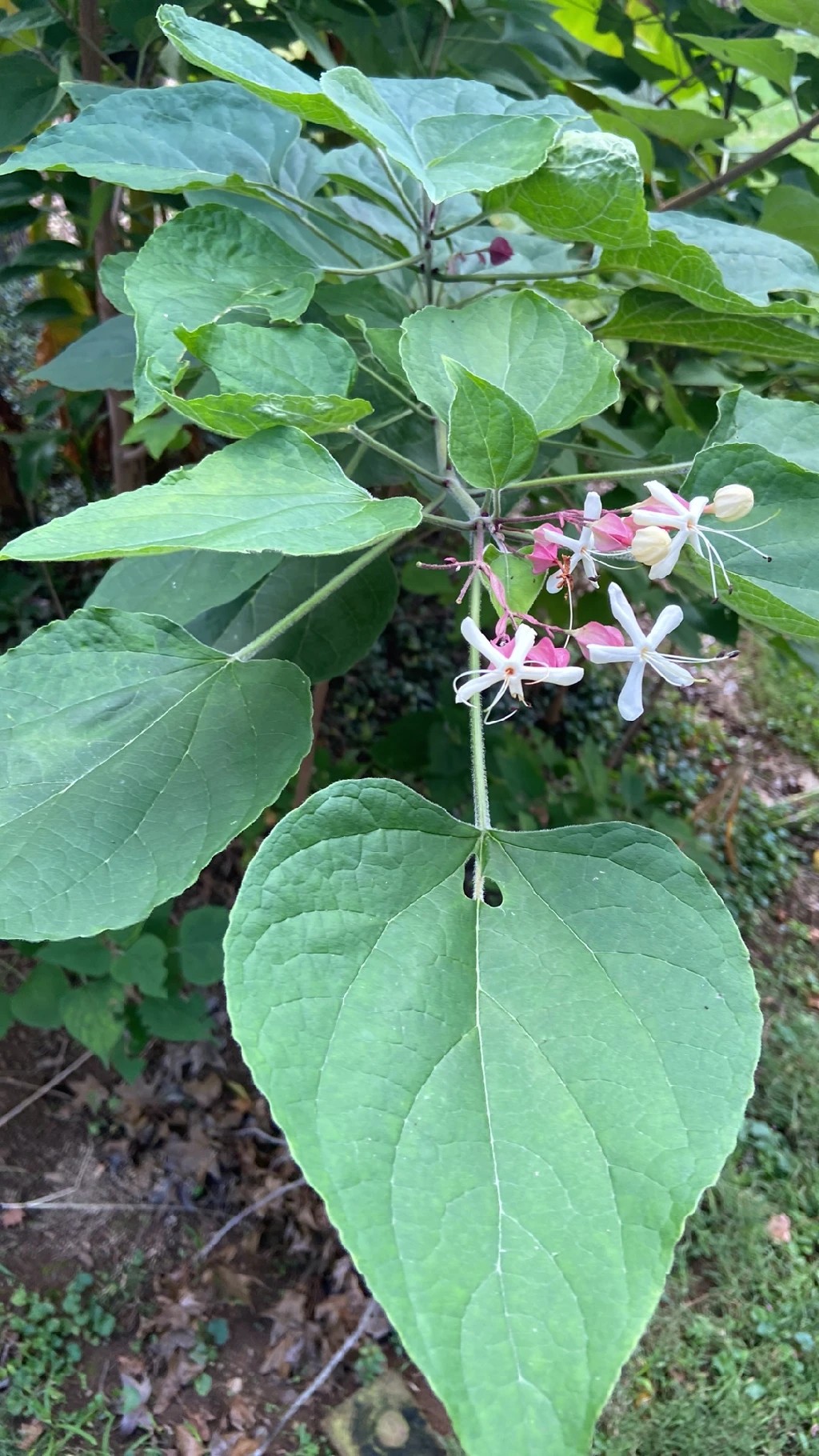 🌺 クサギ（臭木）の魅力とその花言葉 - 歴史と文化に触れる