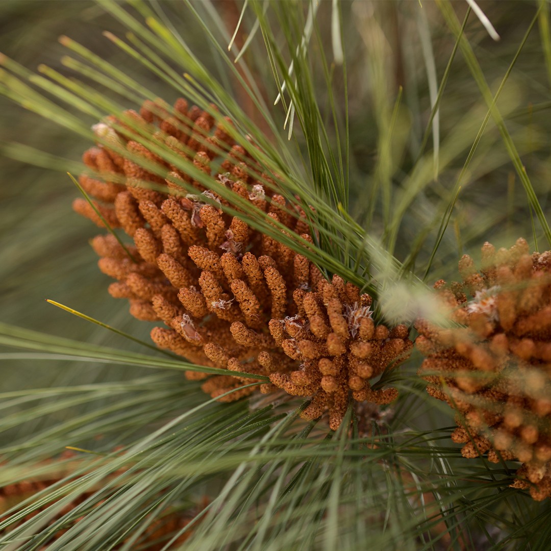 Сосна канарская (Pinus canariensis) - PictureThis