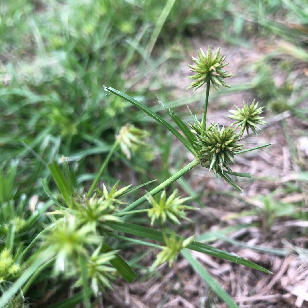 Cyperus croceus - PictureThis