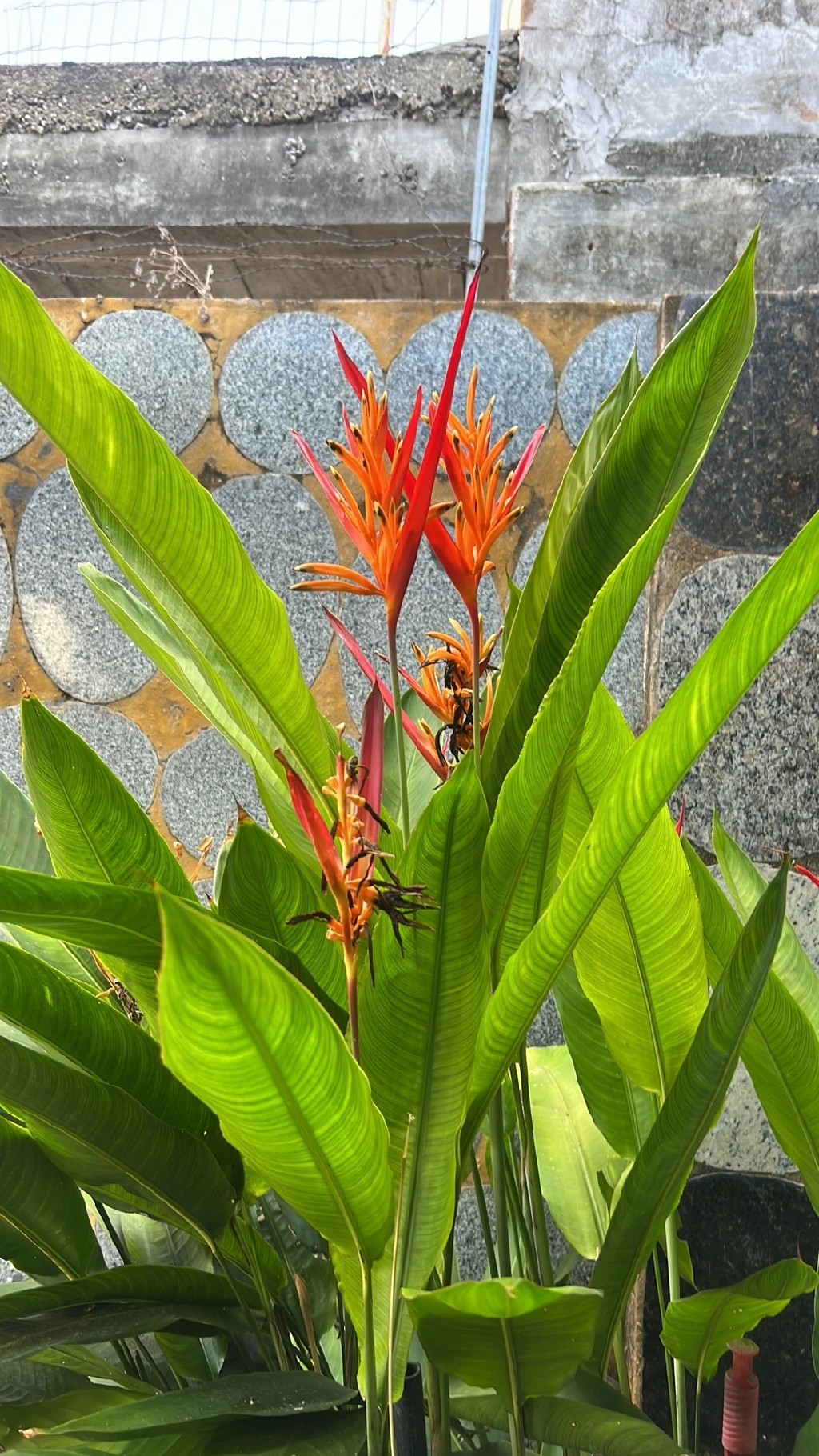 🌺 ヘリコニア・プシッタコルムの花言葉と文化的意義