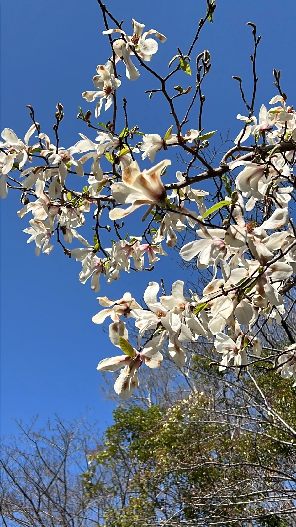 se permiten perros en la plantación de magnolia