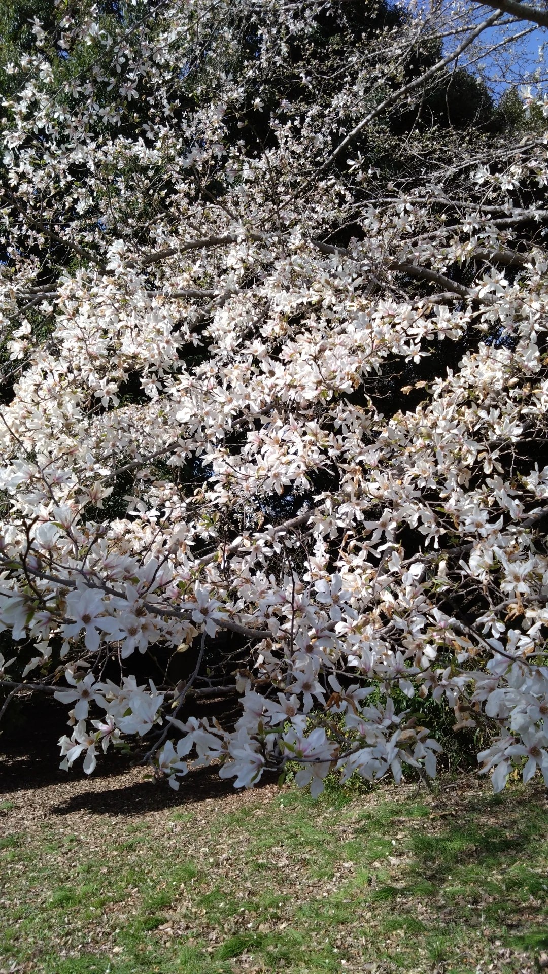 se permiten perros en la plantación de magnolia