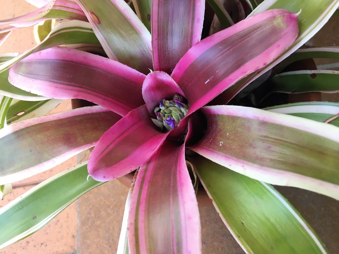 Neoregelia carolinae - PictureThis