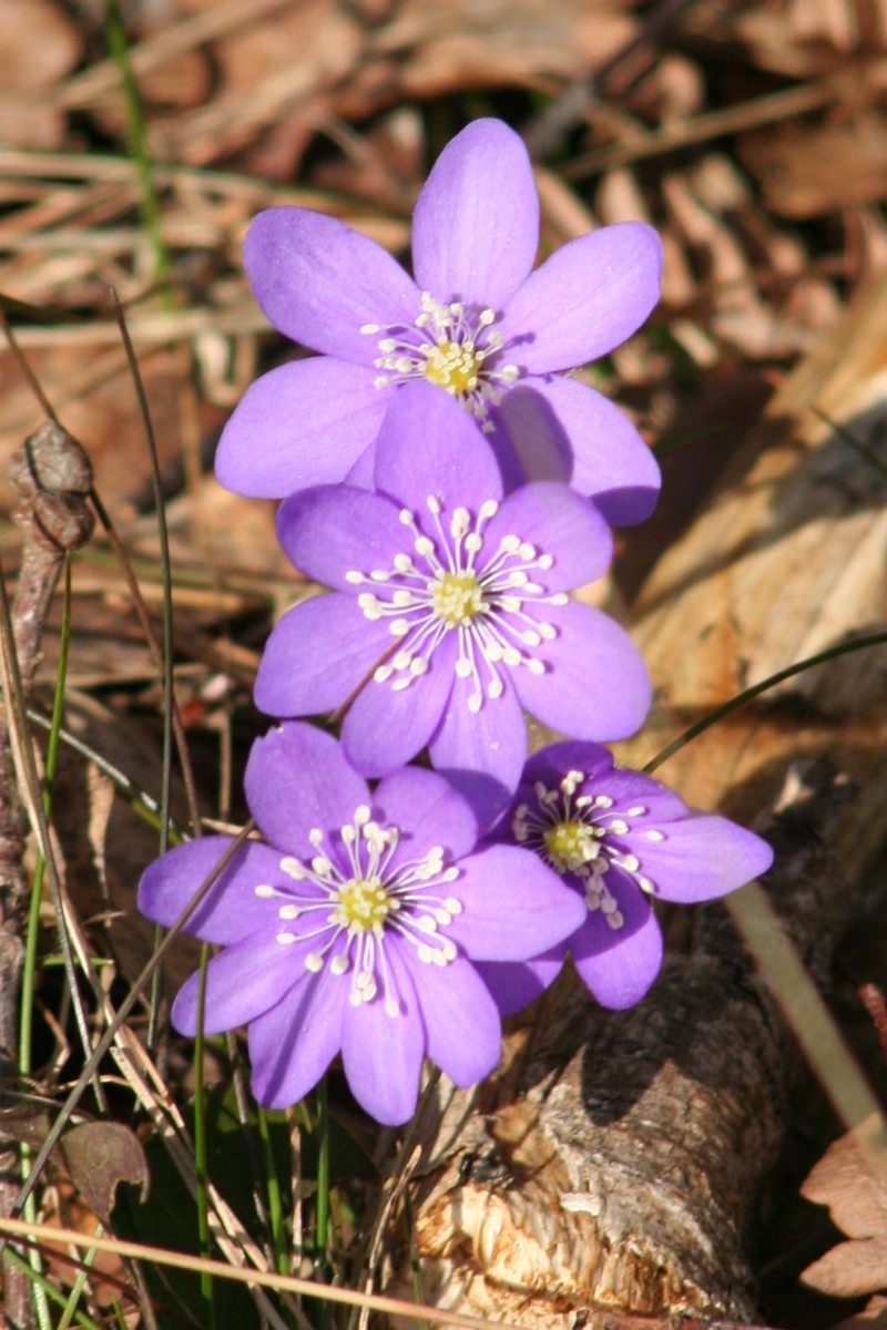 ミスミソウ 三角草 Hepatica Nobilis 花言葉 学名 よくある質問 Picturethis