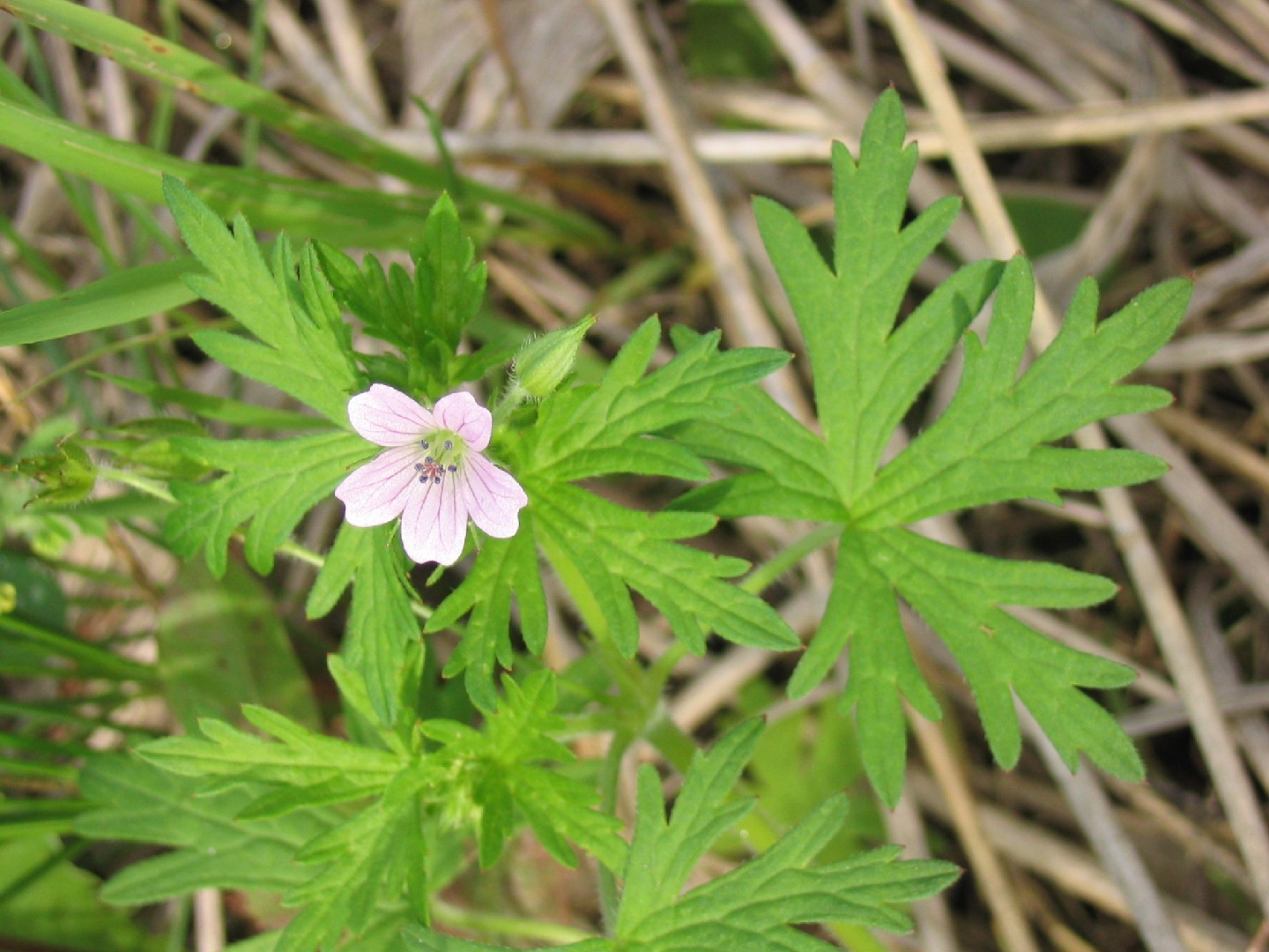 Northern cranesbill (Geranium bicknellii) Flower, Leaf, Uses - PictureThis