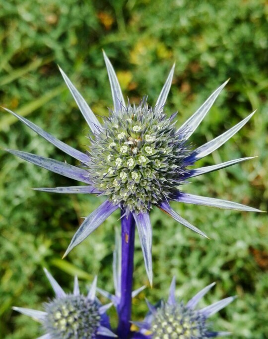 Cardo azul (Eryngium bourgatii) - PictureThis