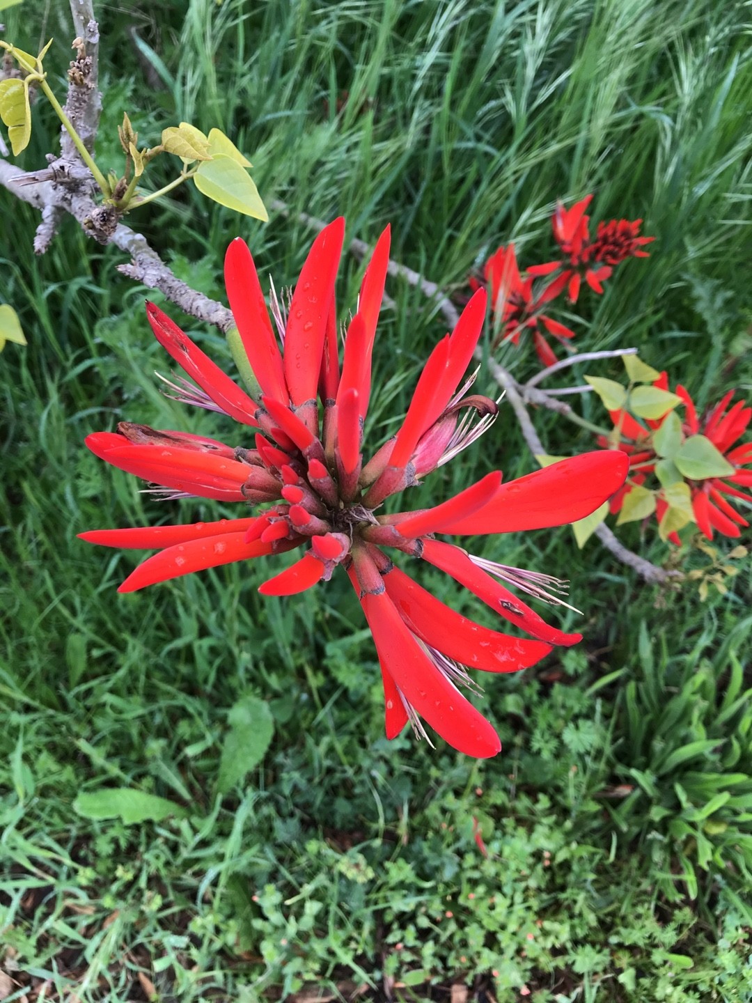 サンゴシトウ 珊瑚刺桐 Erythrina Corallodendron 花言葉 毒性 よくある質問 Picturethis