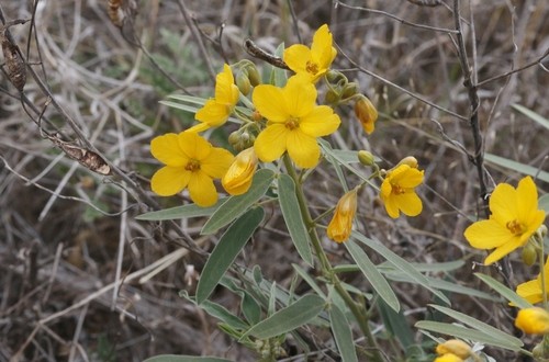 Senna Roemeriana Senna Roemeriana Picturethis