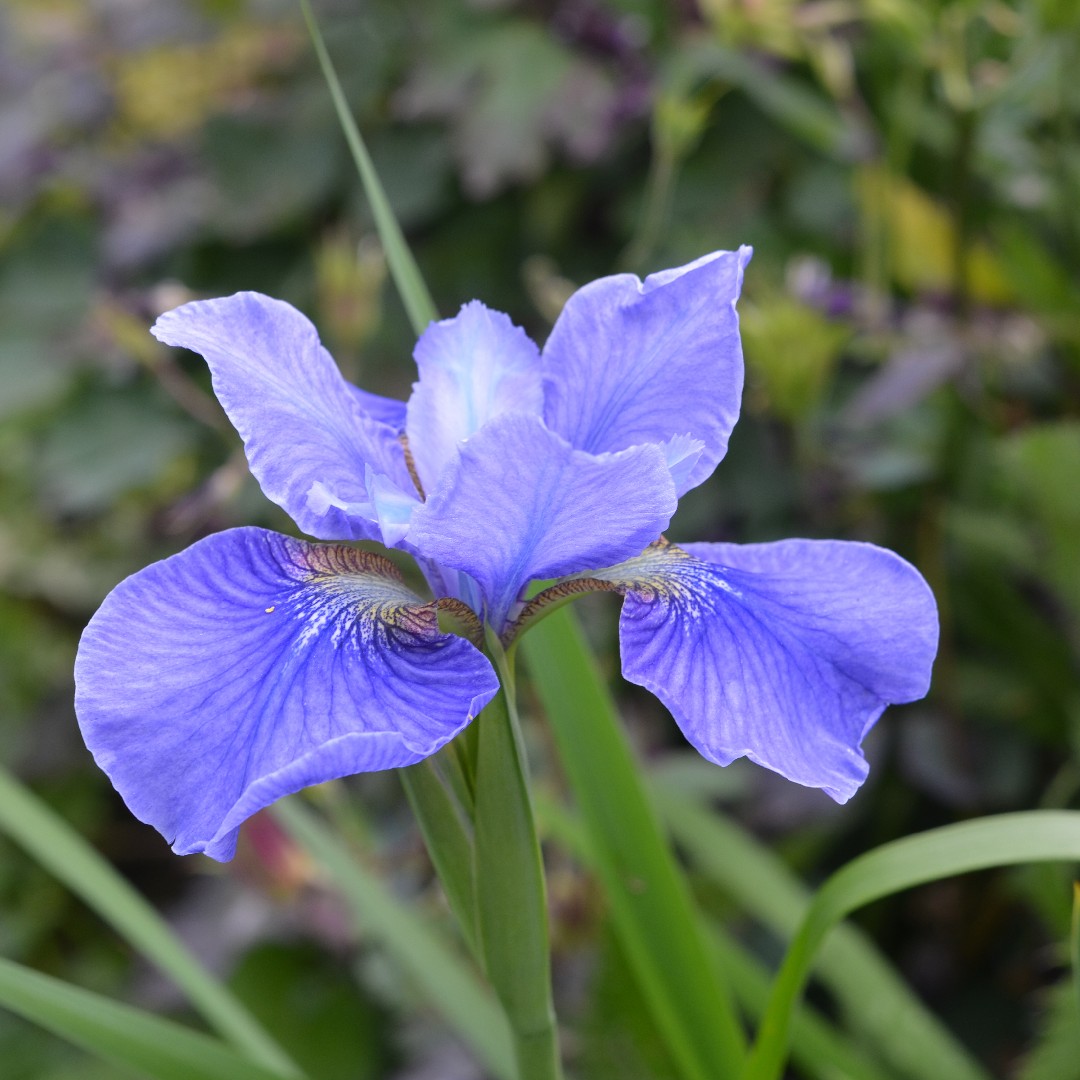 Iris Sibirica 花言葉 学名 よくある質問 Picturethis