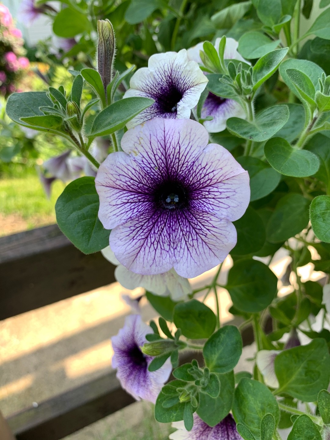 Petunia 'Potunia Blueberry Ice' (Petunia 'Potunia Blueberry Ice ...