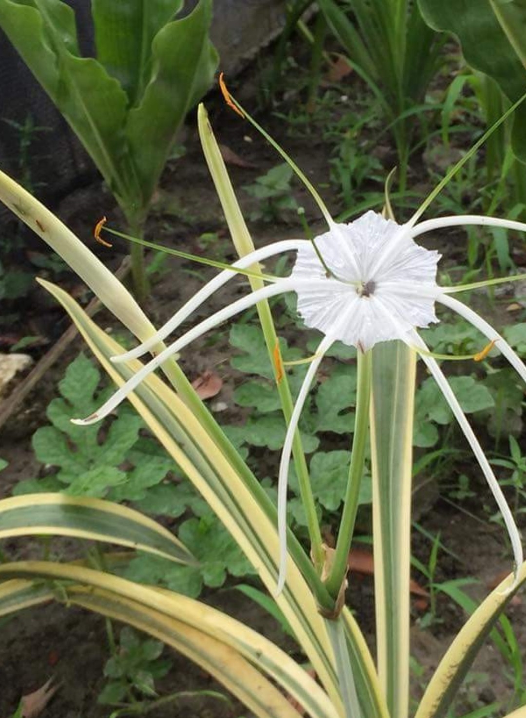 ササガニユリ属 Hymenocallis 花言葉 学名 よくある質問 Picturethis