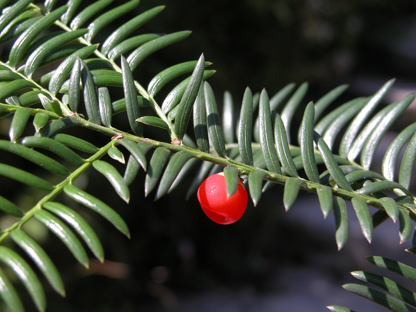 Chinese Yew (Taxus Wallichiana) - PictureThis