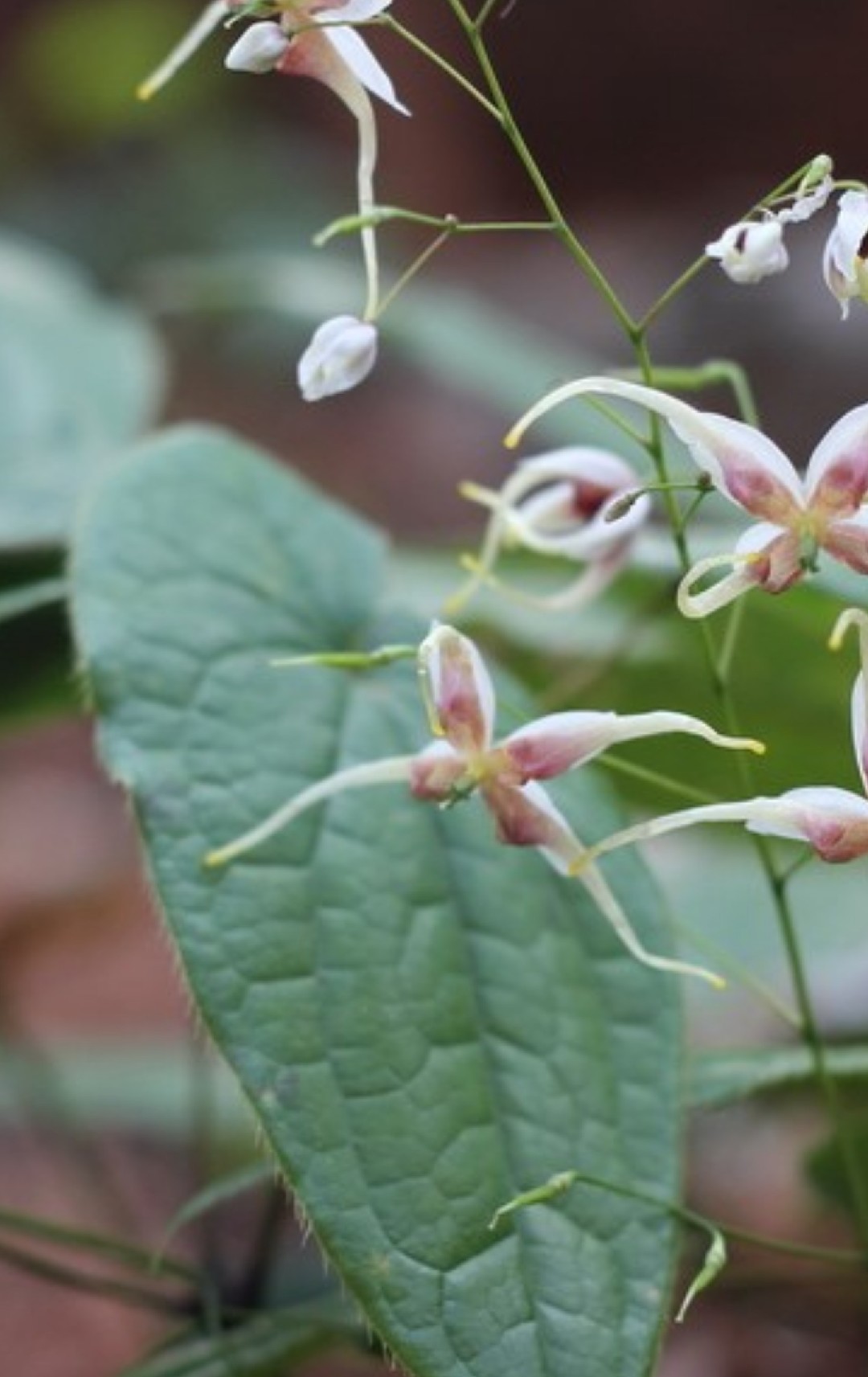 イカリソウ属 Epimedium 花言葉 毒性 よくある質問 Picturethis