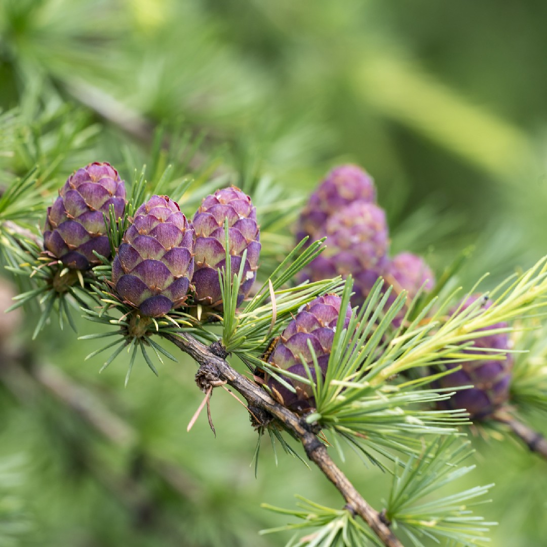 ヨーロッパカラマツ 欧羅巴落葉松 Larix Decidua 花言葉 毒性 よくある質問 Picturethis