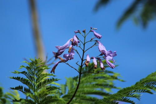Jacaranda Acutifolia 花言葉 毒性 よくある質問 Picturethis