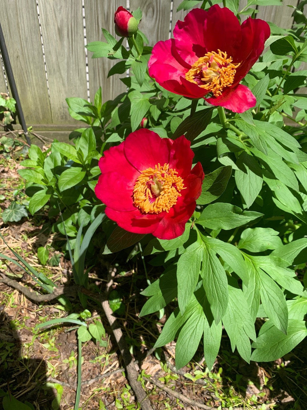 Paeonia 'America' - PictureThis