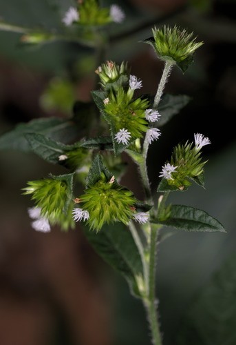 白花地膽草 Elephantopus Tomentosus Picturethis