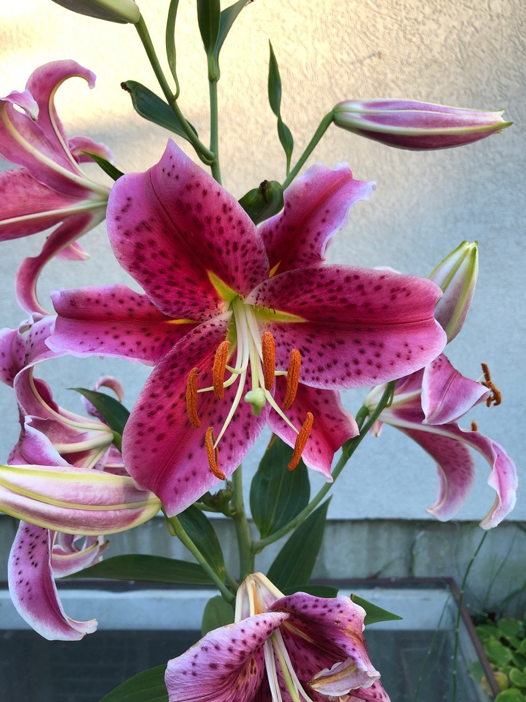 Lilium Oriental Star Gazer 花言葉 毒性 よくある質問 Picturethis